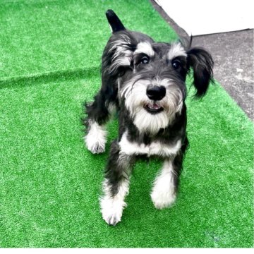 ミニチュアシュナウザー【埼玉県・男の子・2025年6月13日・ブラックアンドシルバー】の写真「ミニチュアシュナウザー5兄妹」