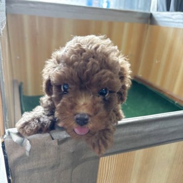トイプードル(トイ)【埼玉県・男の子・2025年7月1日・レッド】の写真「キレイなレッド　クリクリちゃんです」