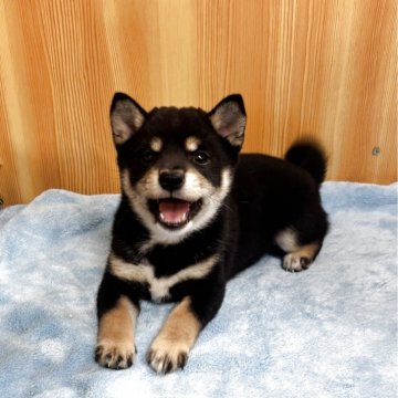 柴犬(豆柴)【埼玉県・男の子・2025年8月16日・黒】の写真「コロコロくん」