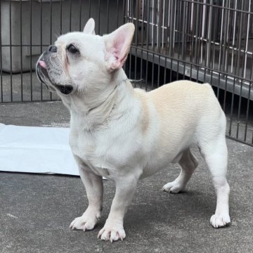 フレンチブルドッグ【埼玉県・男の子・2024年10月4日・クリーム】の写真「素晴らしいクリームの男の子」