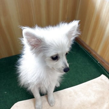 ポメラニアン【埼玉県・女の子・2025年4月30日・クリーム】の写真「元気な女の子　ふわモコちゃん」