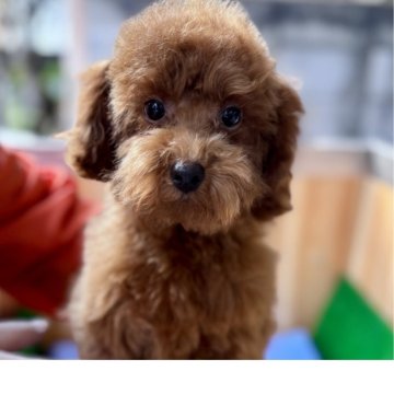 トイプードル(トイ)【埼玉県・男の子・2025年7月1日・レッド】の写真「キレイなレッド　クリクリちゃんです」