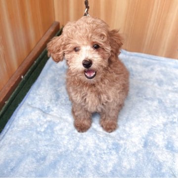 マルプー(トイプードル×マルチーズ)【埼玉県・女の子・2025年7月18日・レッド】の写真「毎日元気に遊んでます ♪」
