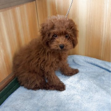 トイプードル(トイ)【埼玉県・男の子・2025年7月1日・レッド】の写真「キレイなレッド　クリクリちゃんです」