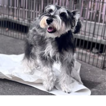 ミニチュアシュナウザー【埼玉県・女の子・2025年5月20日・ソルトアンドペッパー】の写真「ミニチュアシュナウザー5兄妹」