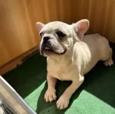 フレンチブルドッグ