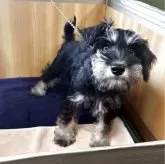 ミニチュアシュナウザー【埼玉県・女の子・2025年6月13日・ソルトアンドペッパー】の写真1