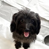 ヨープー(トイプードル×ヨークシャーテリア)