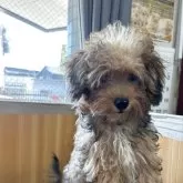 ミックス(トイプードル×パピヨン)【埼玉県・女の子・2025年4月16日・チョコ】の写真1