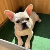 フレンチブルドッグ