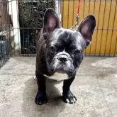 フレンチブルドッグ