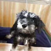 ミニチュアシュナウザー【埼玉県・男の子・2025年6月13日・ブラックアンドシルバー】の写真2