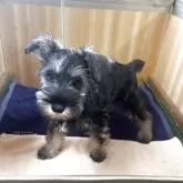 ミニチュアシュナウザー【埼玉県・女の子・2025年6月13日・ソルトアンドペッパー】の写真5