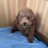 トイプードル(トイ)【埼玉県・男の子・2025年7月1日・レッド】の写真8