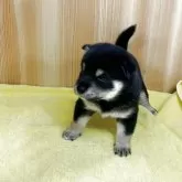 豆柴【埼玉県・男の子・2025年8月16日・黒】の写真10