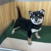 豆柴【埼玉県・男の子・2025年8月16日・黒】の写真3