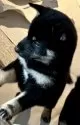 豆柴【埼玉県・男の子・2024年9月24日・黒】の写真5