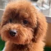 トイプードル(トイ)【埼玉県・男の子・2025年7月1日・レッド】の写真2