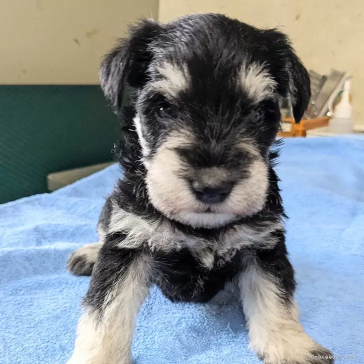 ID：2404-05027の子犬