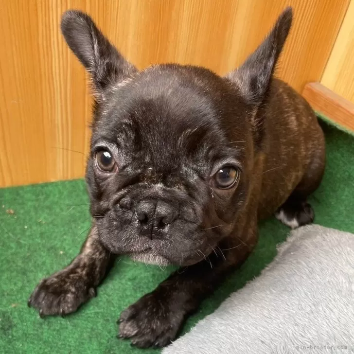 ID：2403-00911の子犬