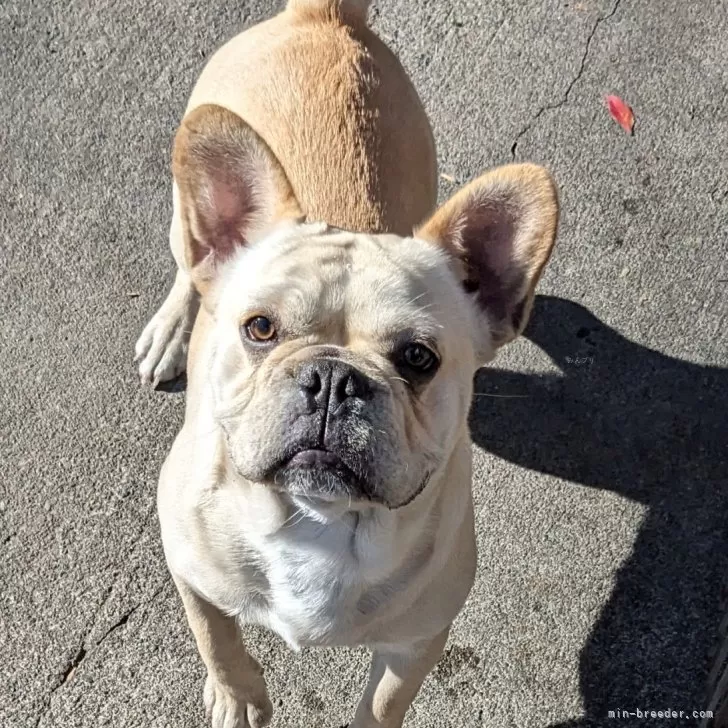 ヘレラ 様のお迎えした子犬