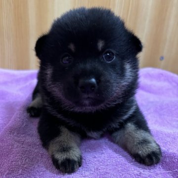 柴犬(豆柴)【埼玉県・男の子・2024年9月24日・黒】の写真「コロコロくん」