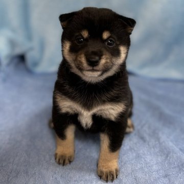 柴犬(豆柴)【埼玉県・女の子・2024年9月24日・黒】の写真「4兄妹 唯一の女の子」