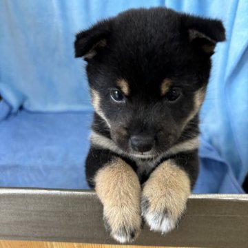 柴犬(豆柴)【埼玉県・男の子・2024年9月24日・黒】の写真「コロコロくん」