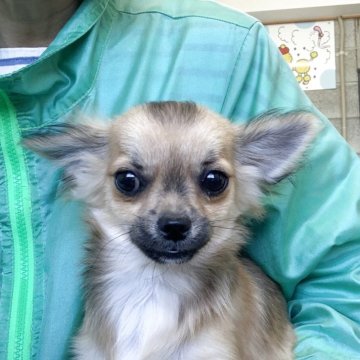 チワワ(ロング)【佐賀県・男の子・2024年11月18日・フォーン】の写真「価格変更しました！」