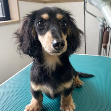 カニンヘンダックスフンド(ロング)【佐賀県・男の子・2024年12月23日・ブラックイエロー】の写真「6/22 価格変更しました！元気いっぱい男の子！」