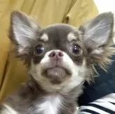 チワワ(ロング)