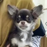 チワワ(ロング)