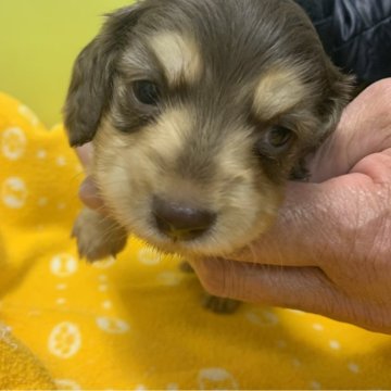 カニンヘンダックスフンド(ロング)【佐賀県・男の子・2023年12月4日・チョコレートイエロー】の写真「価格を変更しました！可愛いお顔の男の子です！」