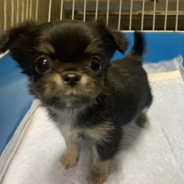 チワワ(ロング)【佐賀県・女の子・2023年12月17日・ブラックタン&ホワイト】の写真「2/7で受付終了です！
お目目くりくりな女の子！」