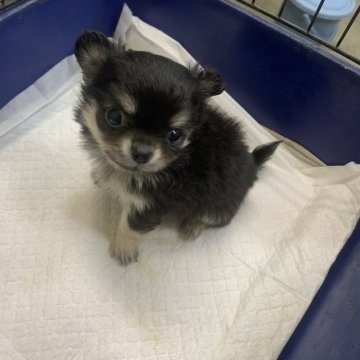 チワワ(ロング)【佐賀県・男の子・2023年12月3日・ブラックタン&ホワイト】の写真「1/24で受付終了！
小ぶりでイケメンな男の子！」