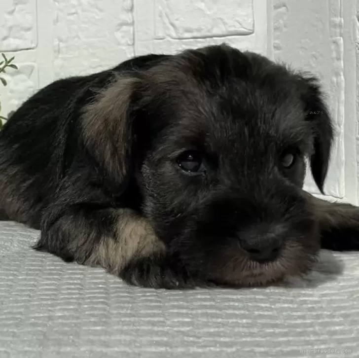 ID：2502-00234の子犬