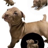 アメリカンブリー