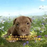 アメリカンブリー