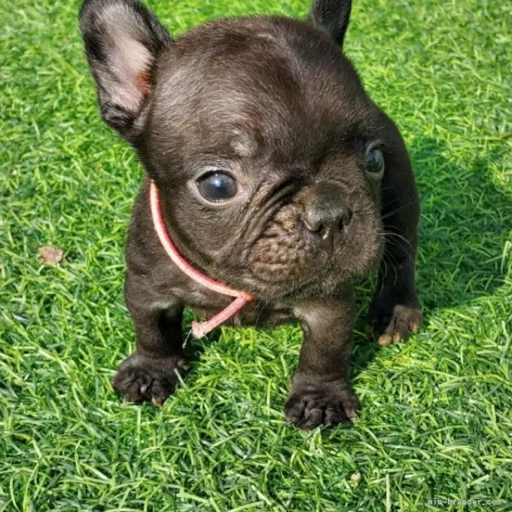 K.Y 様のお迎えした子犬