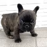 フレンチブルドッグ