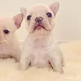 フレンチブルドッグ