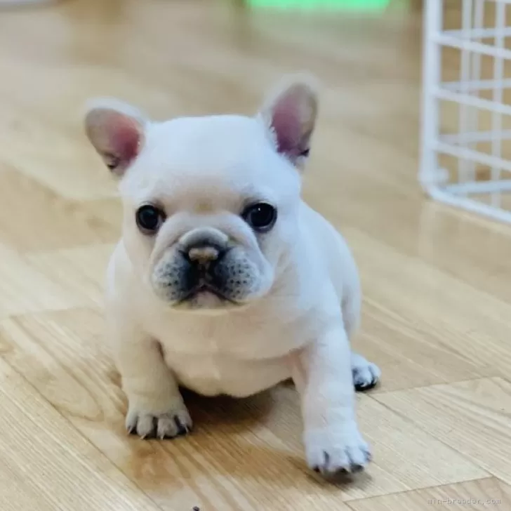 ID:2403-06553の子犬