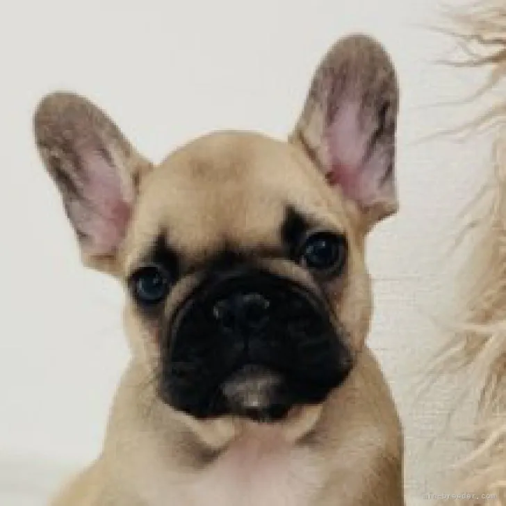 ID:2307-04326の子犬