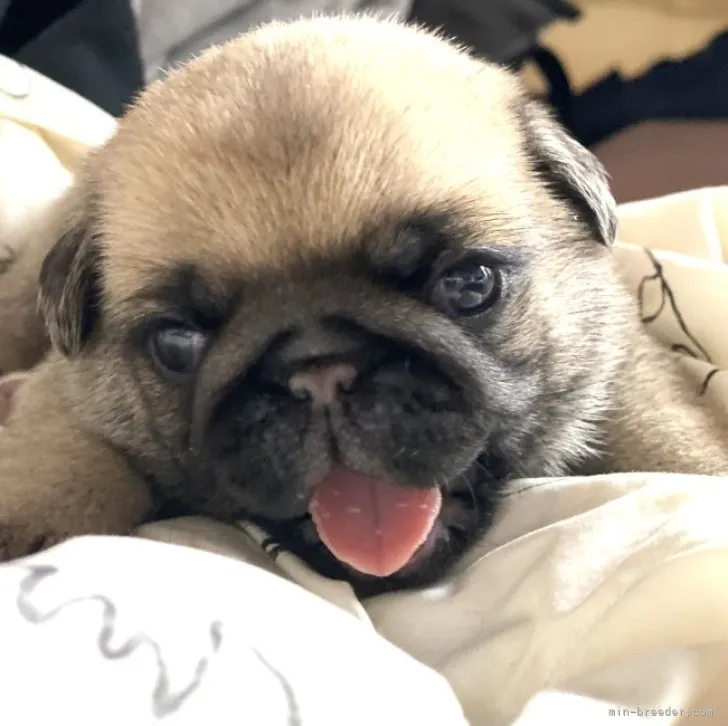 ID:2308-02176の子犬