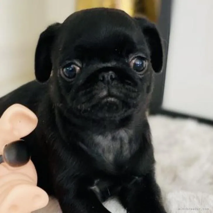 ID:2212-01040の子犬