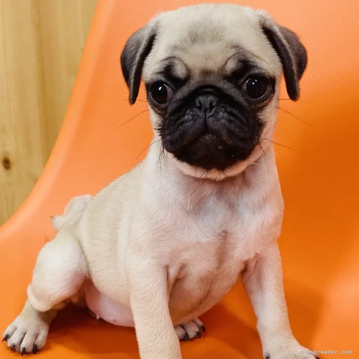 ID:2307-05610の子犬