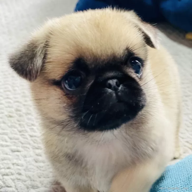 ID:2405-00212の子犬