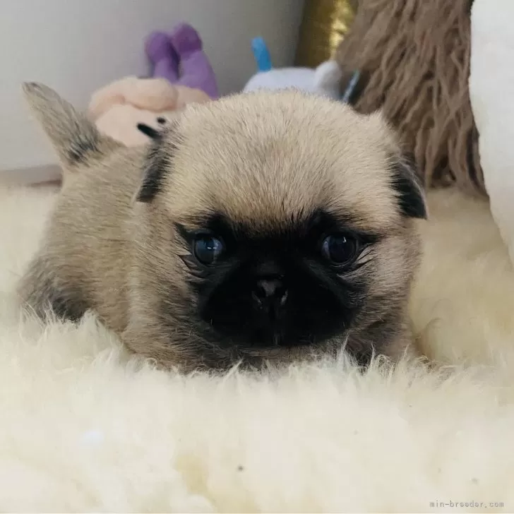 ID:2404-02387の子犬