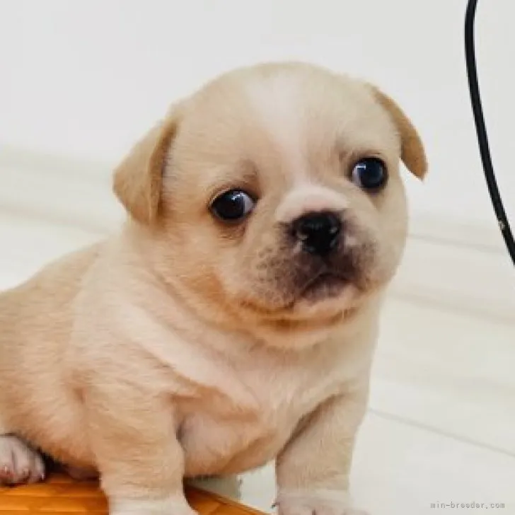 ID:2305-05011の子犬