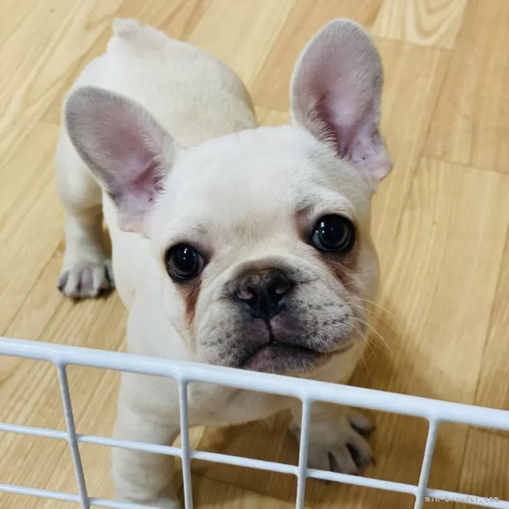ID:2404-04227の子犬